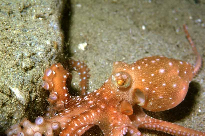 13 Octopus macropus.jpg